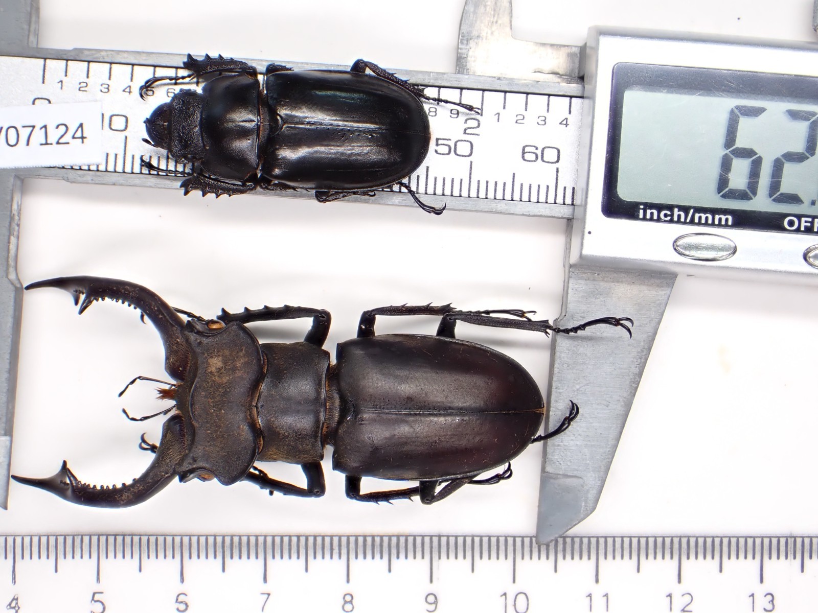 V07124. Unmounted insects, Lucanidae: Lucanus nobilis sp. Vietnam, Lai Chau V07124. Unmounted insects, Lucanidae: Lucanus nobilis sp. Vietnam, Lai Chau