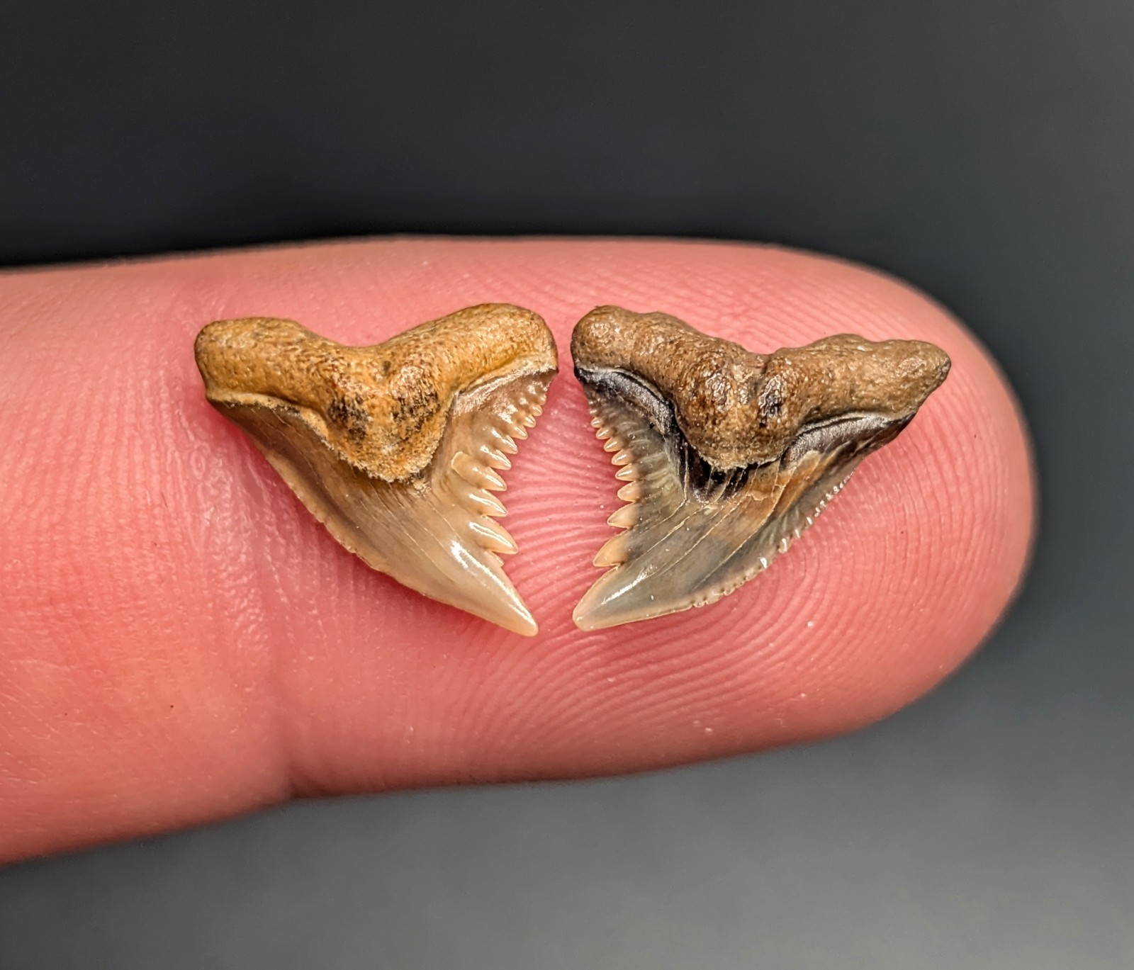 Gorgeous Quality Pair Of Snaggletooth Shark Teeth From North Florida Micro Gems