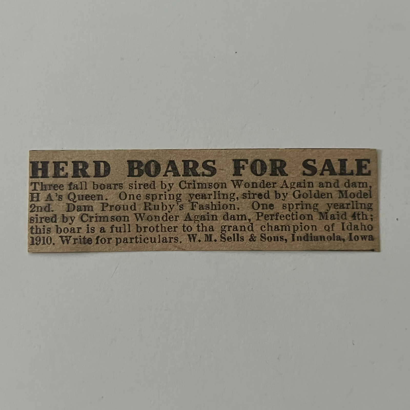 WM Sells & Sons Herd Boars For Sale Indianola IA 1912 Clipping TAJ5-S17