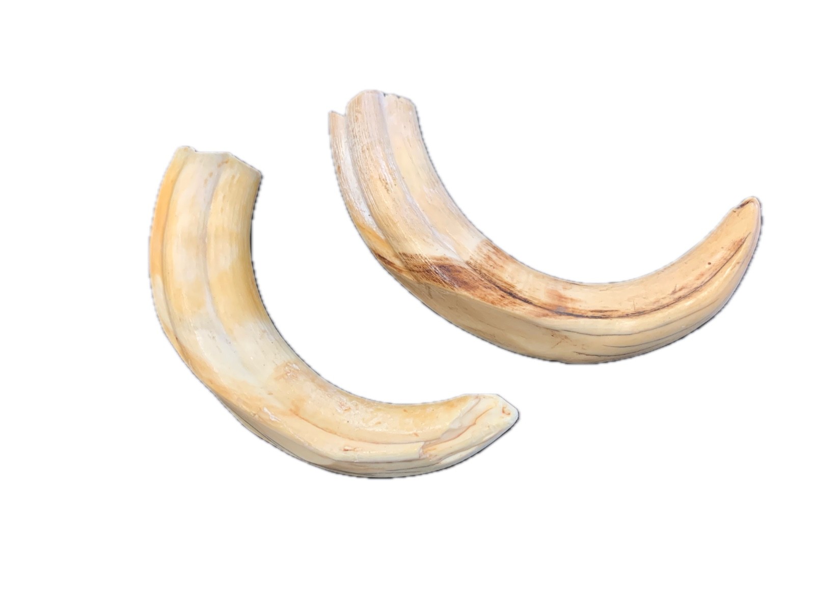 colmillo de jabalí marfil 6-7 inch warthog tusk amuleto de protección santeria