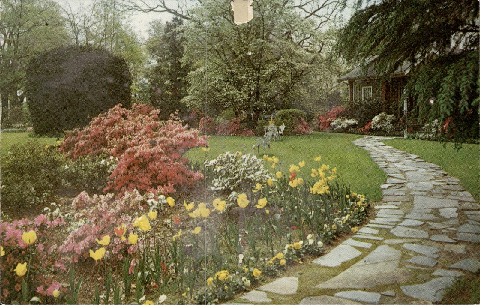 Springtime in the South Dillon SC Postcard Azaleas Tulips Garden Chrome