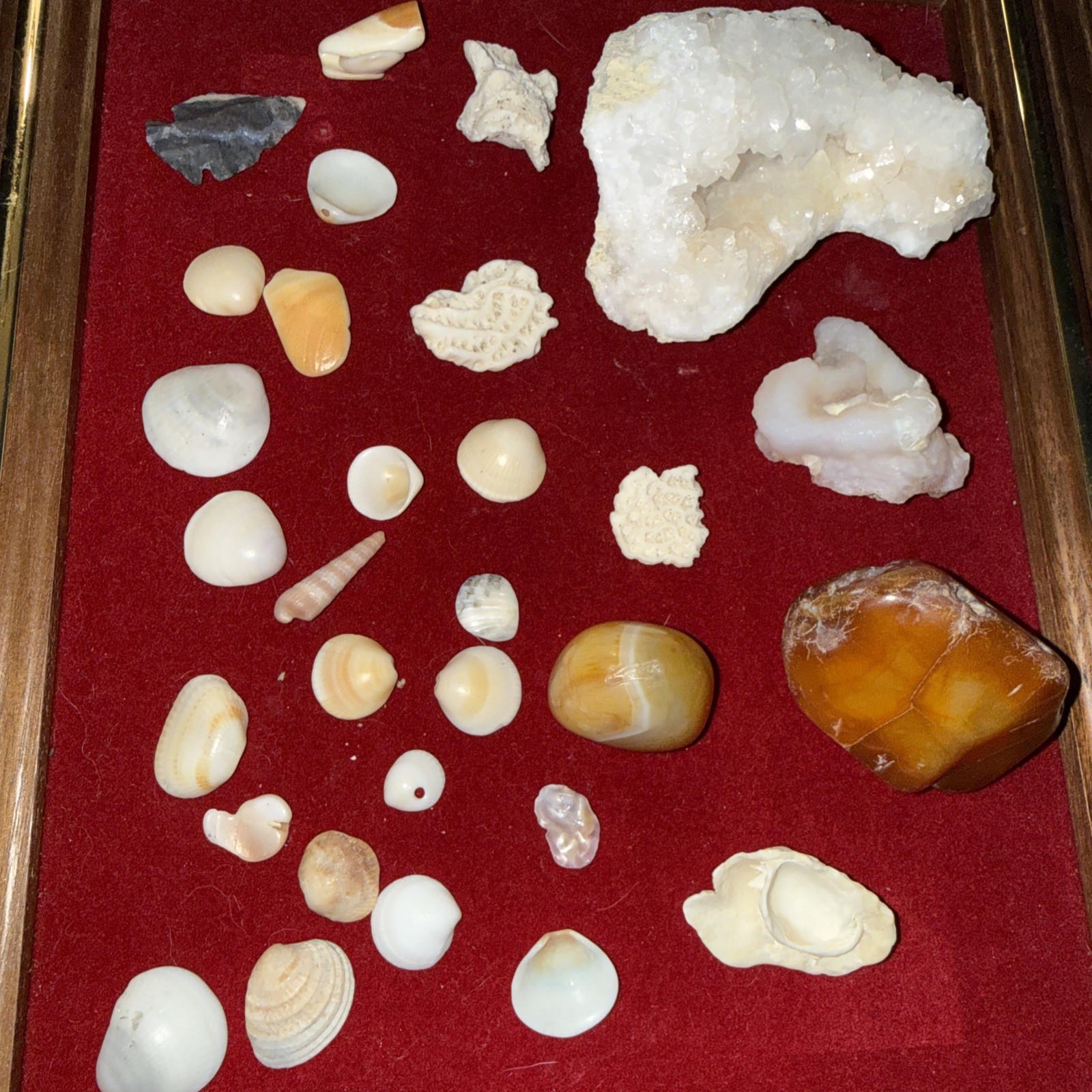 Coral Fossils Crystals Lot Of Mix Sizes