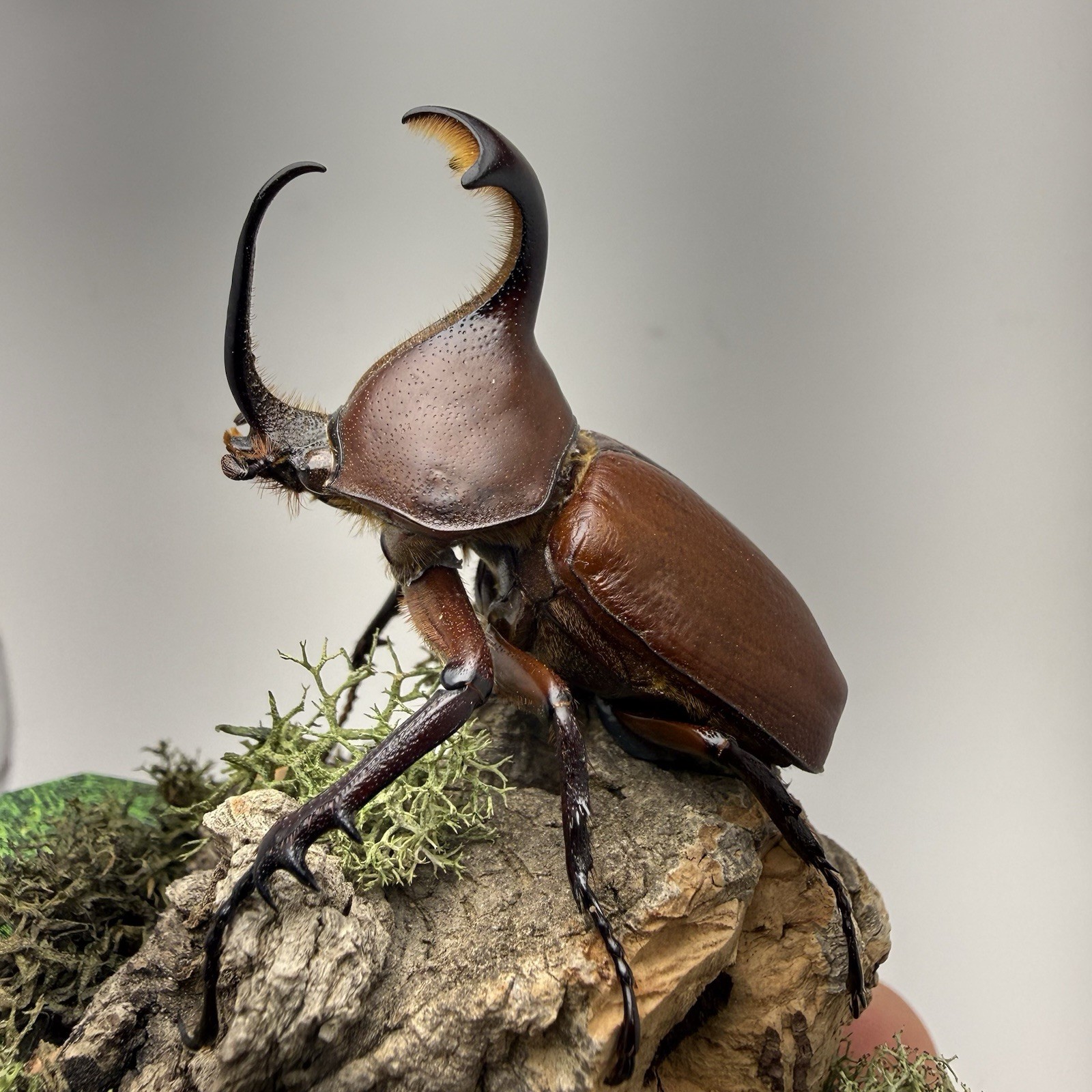 Golofa claviger rhinoceros Beetle Mounted Real Insect Taxidermy entomology