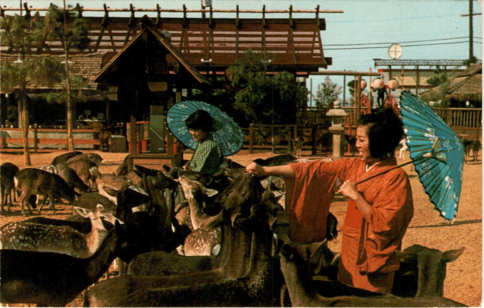 Japanese Village Deer Park, Lovely costumed Japanese Maidens, Sika Postcard