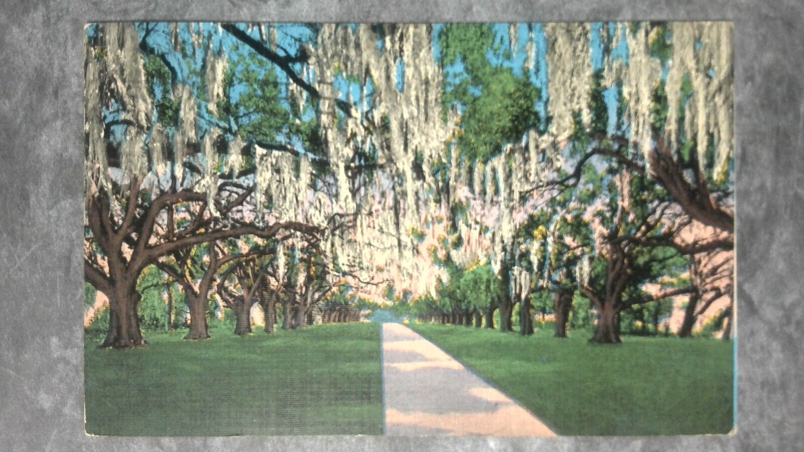 Vintage c1939 Postcard De La Ronde Oaks Versailles Plantation New Orleans LA