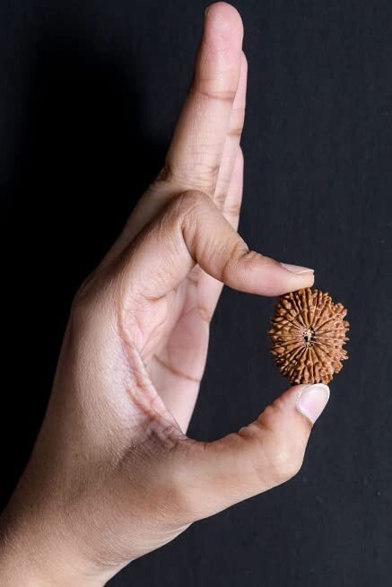 21 Mukhi Rudraksha Original Nepali Lab Certified Rare Lord Kubera Sacred Bead