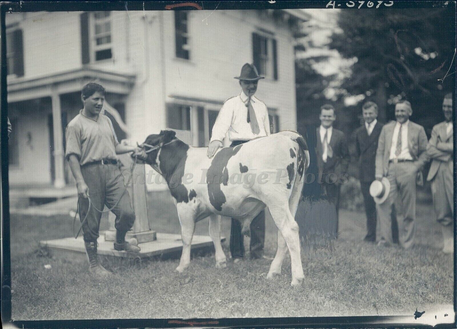 1928 Press OD Young Prize Dutchland CA Cow Spotted Animal Rare Antique Photo