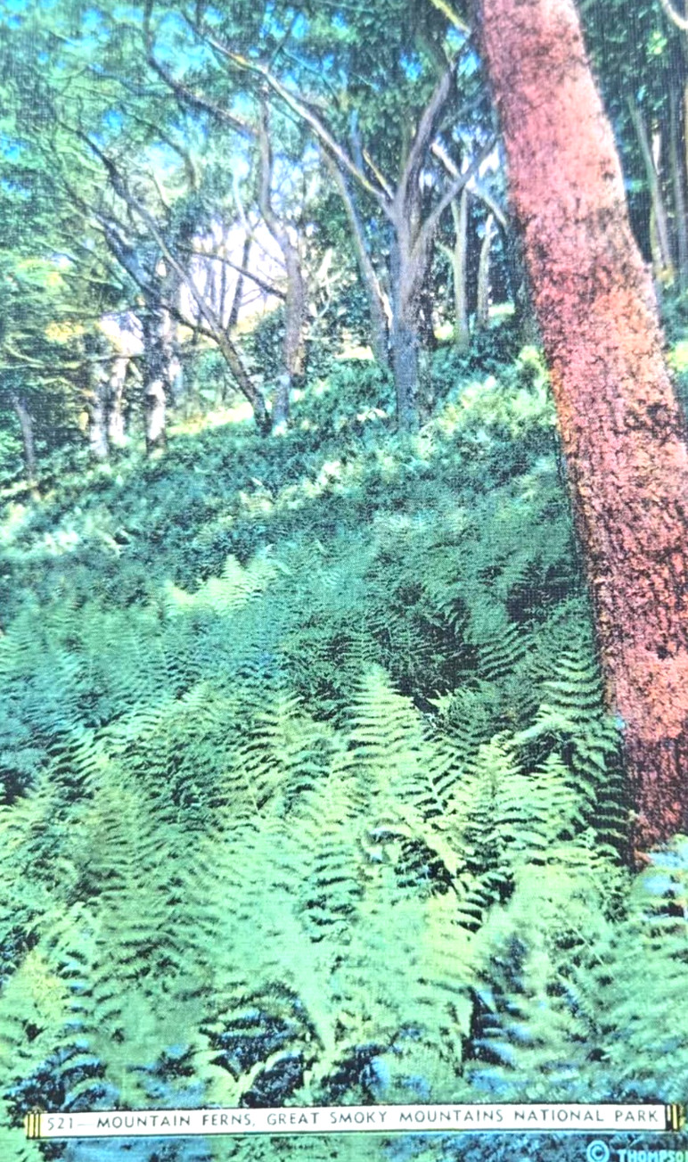 1950s Vintage Postcard Tennessee Mountain Ferns Great Smoky Mountains Natl Park 1950s Vintage Postcard Tennessee Mountain Ferns Great Smoky Mountains Natl Park