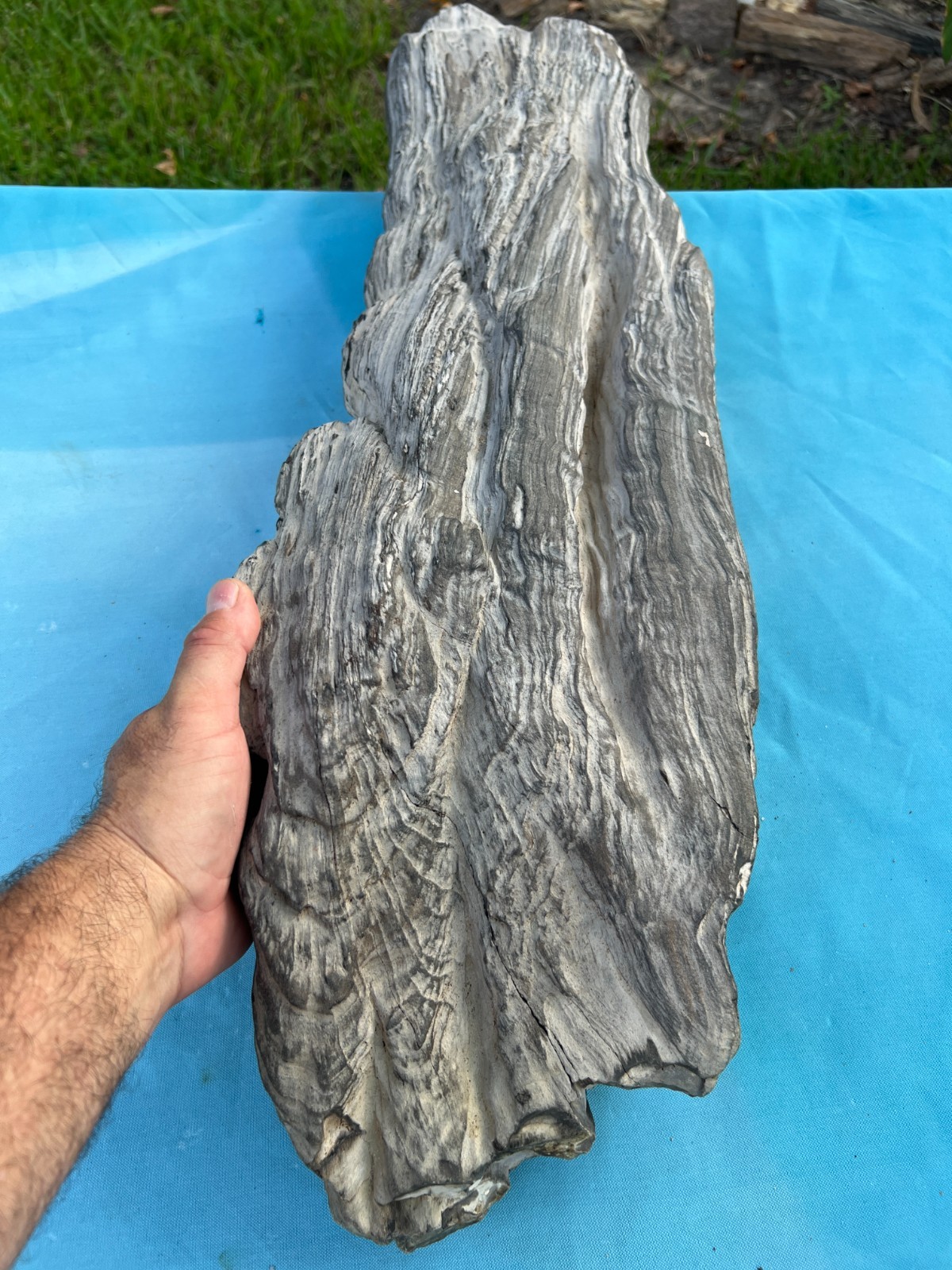 Texas Petrified Wood 31x8x5 Large Weathered Black Log Natural Aquascape Fossil Texas Petrified Wood 31x8x5 Large Weathered Black Log Natural Aquascape Fossil