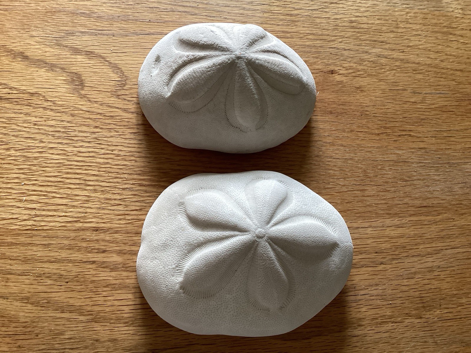 Genuine Pair Of XL Sea Biscuits Salt Water Shells Genuine Pair Of XL Sea Biscuits Salt Water Shells