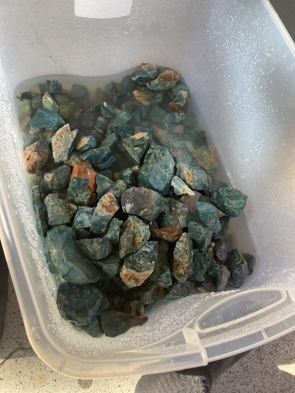 50 lb Rare central Oregon skaggs  quality old stock lot 