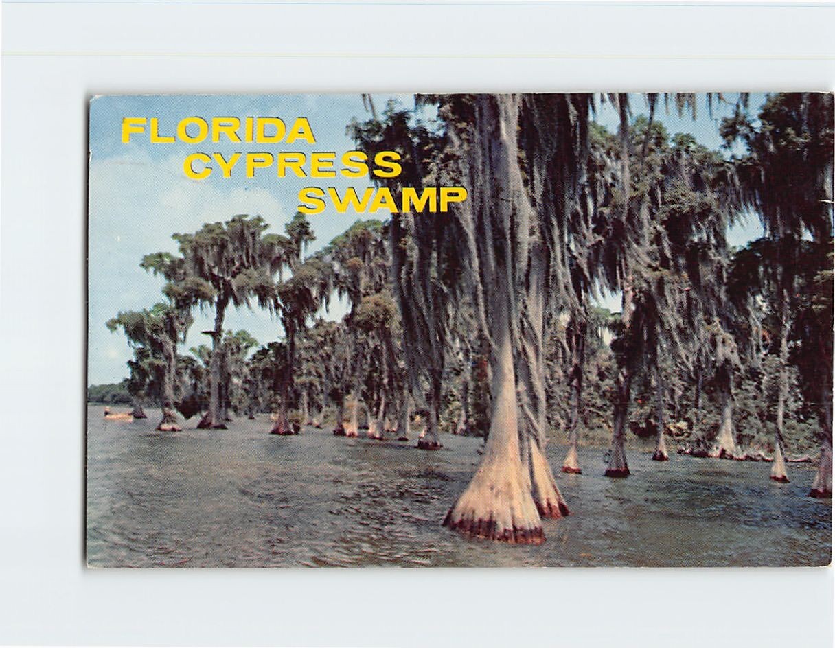 Postcard Moss Draped Cypress Trees Cypress Swamp Florida USA