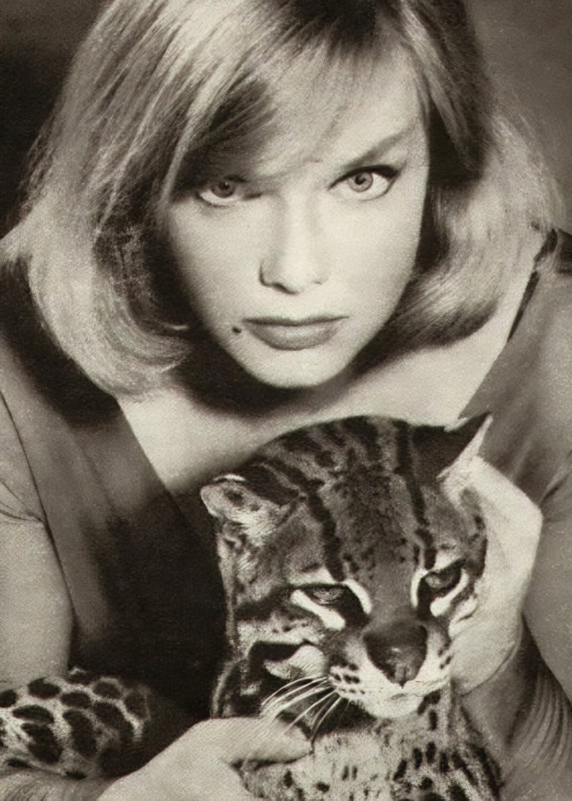 ANNE FRANCIS with a Big CAT - 5 x 7 inch Photo ANNE FRANCIS with a Big CAT - 5 x 7 inch Photo