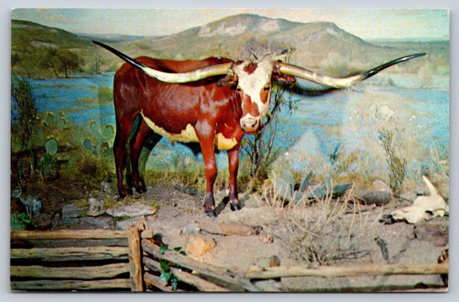 Vintage Lone Star Brewery Postcard Texas Longhorn Ole Tex Buckhorn Hall of Horns