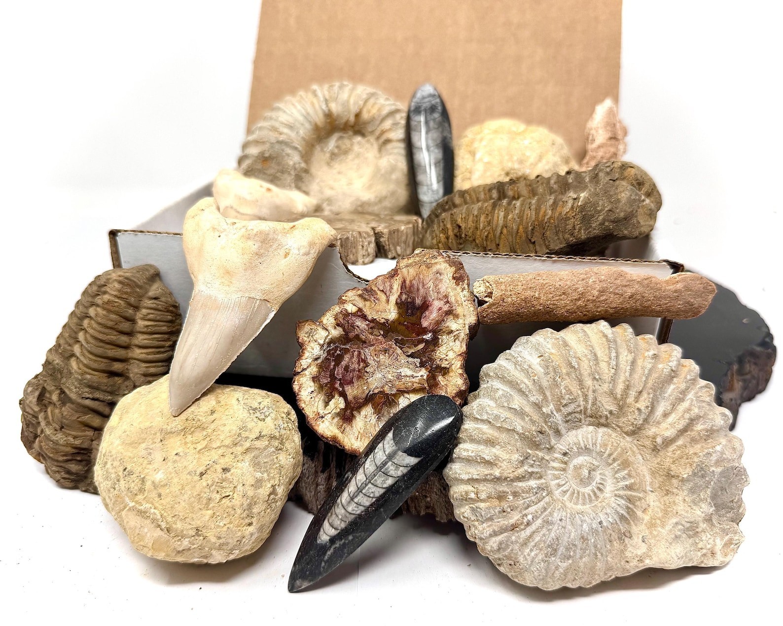 Fossil & Mineral Gift Box - HUGE Ammonite, Trilobite, Shark Tooth, Fulgurite