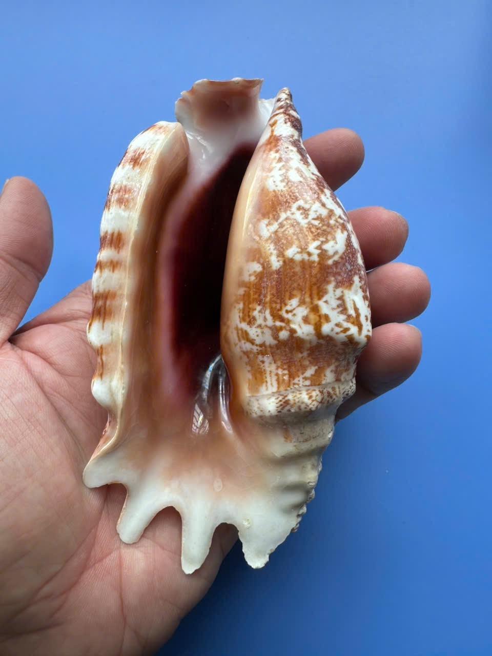 126.4mm | Strombus sinuatus | BIG size | Beautiful shell 126.4mm | Strombus sinuatus | BIG size | Beautiful shell