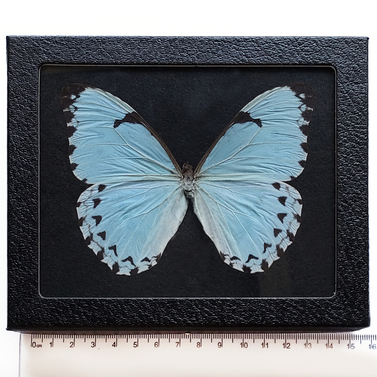 Morpho catenaria catenarius BLACK BACKGROUND REAL FRAMED BUTTERFLY ICE BLUE