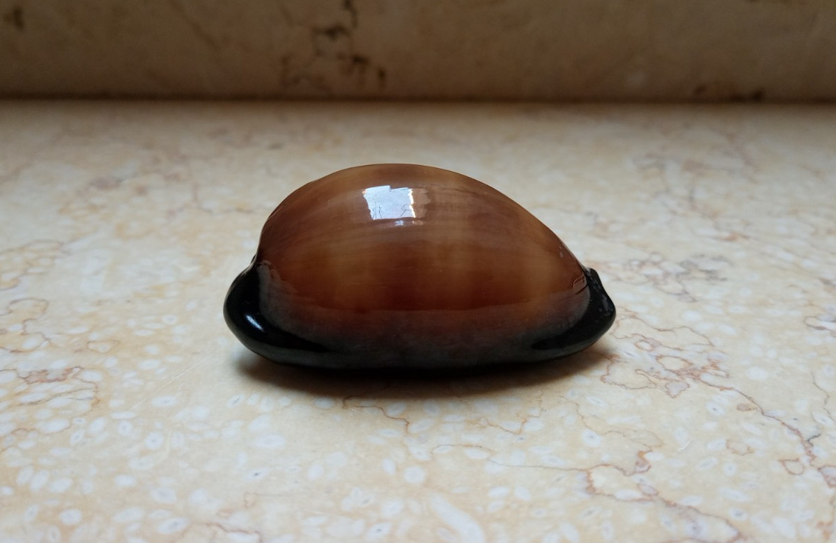 F cypraea exusta wow very great color F++++F+++ 62.4mm very rare red sea shell F cypraea exusta wow very great color F++++F+++ 62.4mm very rare red sea shell