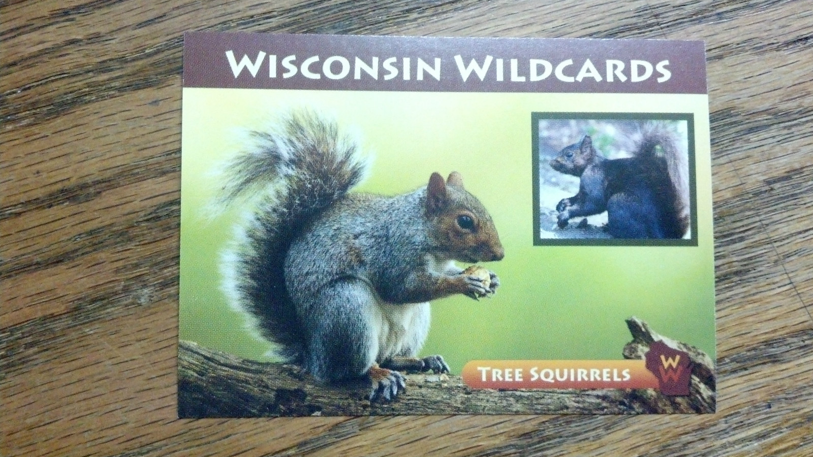 WISCONSIN WILDCARDS, GRAY SQUIRREL, TREE SQUIRRELS, 3-1/2 WISCONSIN WILDCARDS, GRAY SQUIRREL, TREE SQUIRRELS, 3-1/2