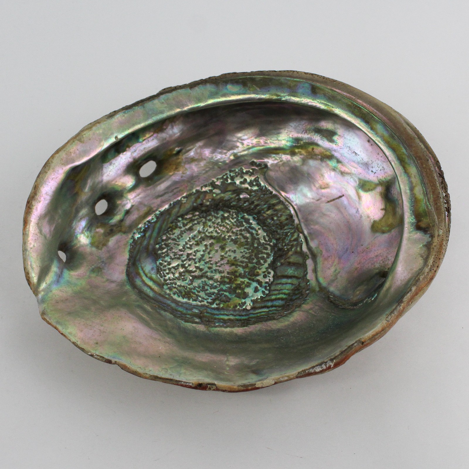 Vintage Abalone Shell 7.75\ Vintage Abalone Shell 7.75\