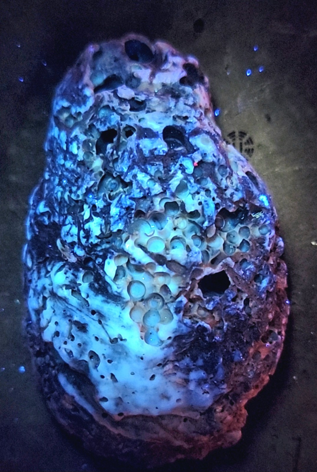 Fluorescent Calcite Aragonite UV Reactive Ice Age Crassostrea Virginica Fossil