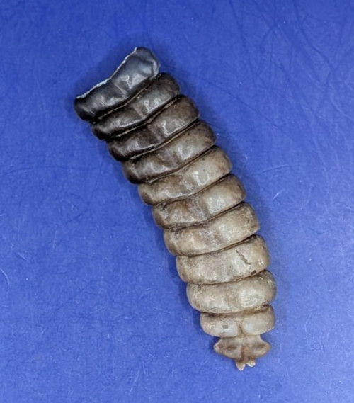 Very Nice Genuine Western Diamondback Rattlesnake Rattle 8183 Very Nice Genuine Western Diamondback Rattlesnake Rattle 8183