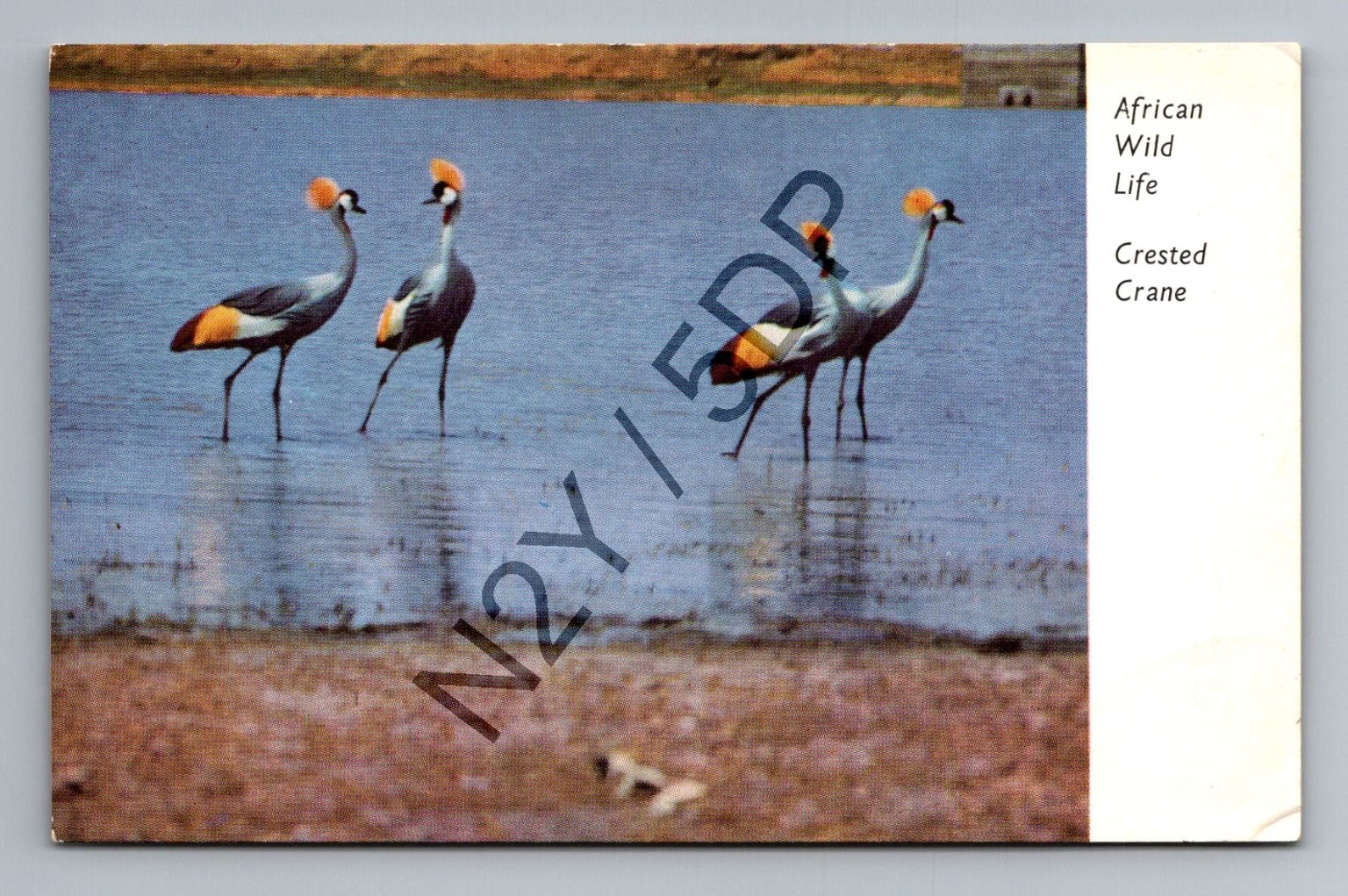 Vintage African Wildlife Postcard - 3 Crested Cranes - Peter Hill 1972