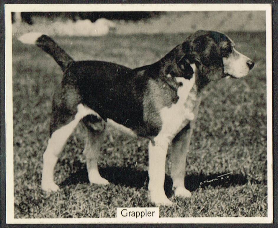 92, Dog - Beagle, Tobacco Card, 1938 John Sinclair - Champion Dogs, #27