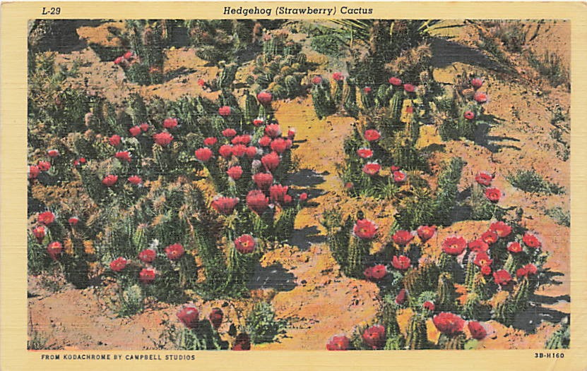 Postcard AZ: Hedgehog Strawberry Cactus in Bloom, Arizona Linen 1944