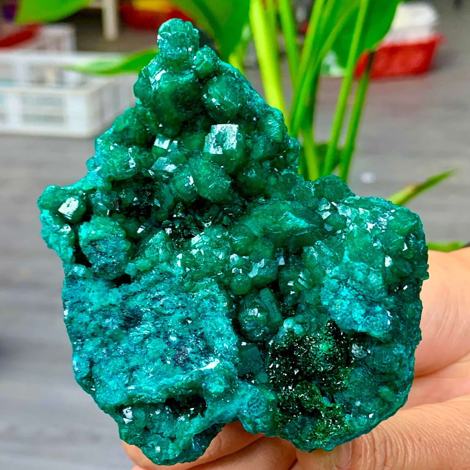 189G Natural green dioptase emerandine gemstone cluster mineral specimen Crystal
