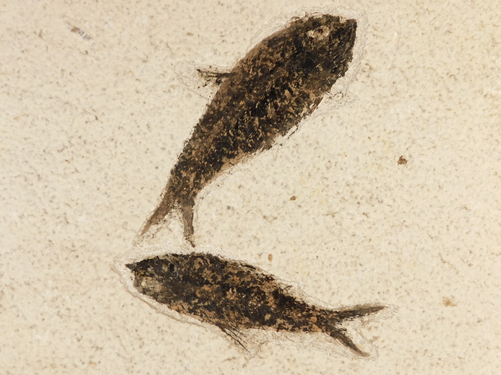 TWO Larger 50 Million Year Old FISH Fossils on Big Matrix From Wyoming 1715gr