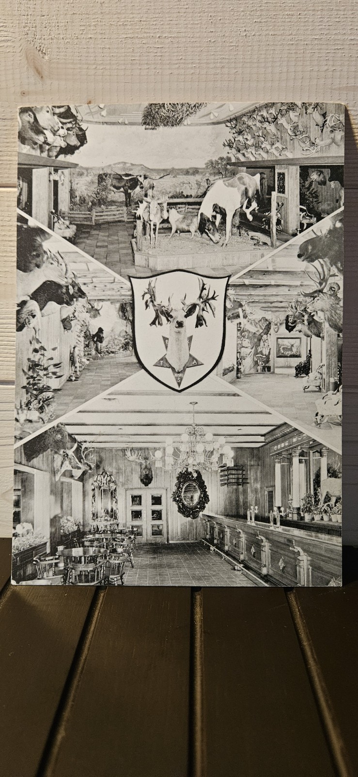 Buckhorn Hall of Horns Lonestar Brewing San Antonio, TX Vintage Postcard Antlers