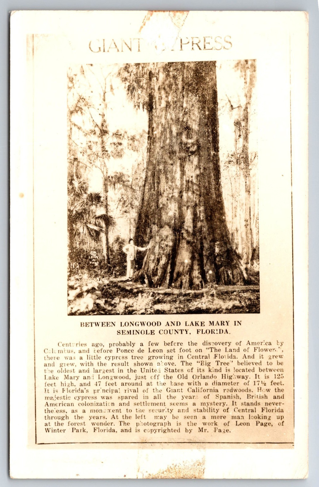 FL, Seminole County, Giant Cypress, Men, RPPC, Vintage Postcard FL, Seminole County, Giant Cypress, Men, RPPC, Vintage Postcard