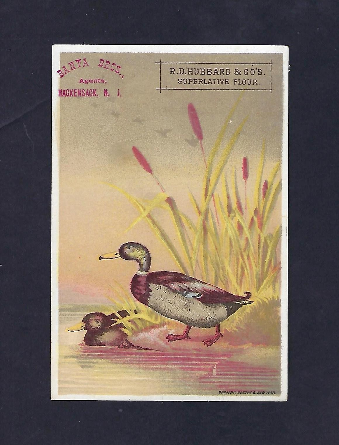 c1890 Advertising Trade Card, R.D. Hubbard & Co. Superlative Flour, Ducks