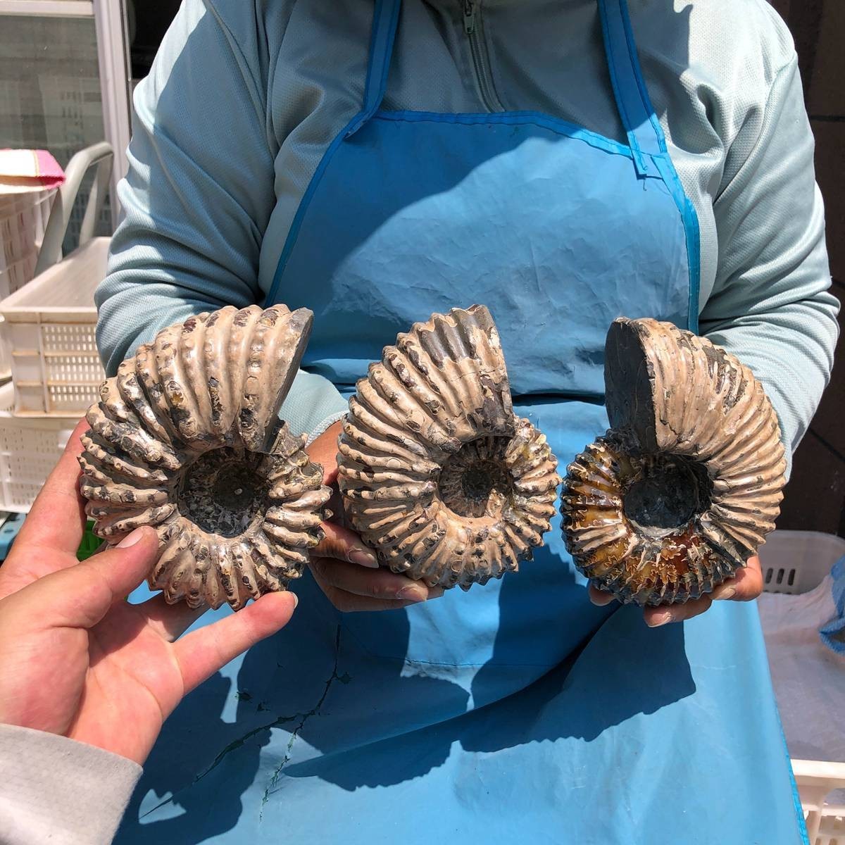 3pcs 7.15LB Natural Ammonite Fossil Specimen Home Table Decor Healing Stone 5405