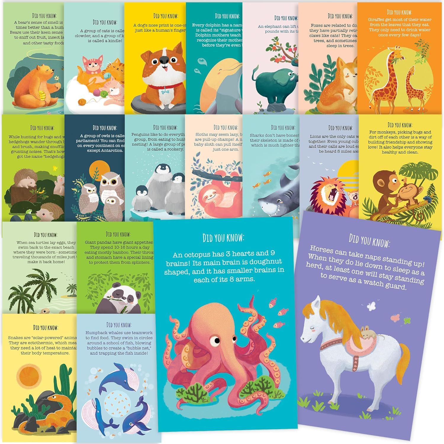 40 Animal Fun Fact Postcards - Bulk Thinking of You Postcard Pack for Kids, Stud 40 Animal Fun Fact Postcards - Bulk Thinking of You Postcard Pack for Kids, Stud