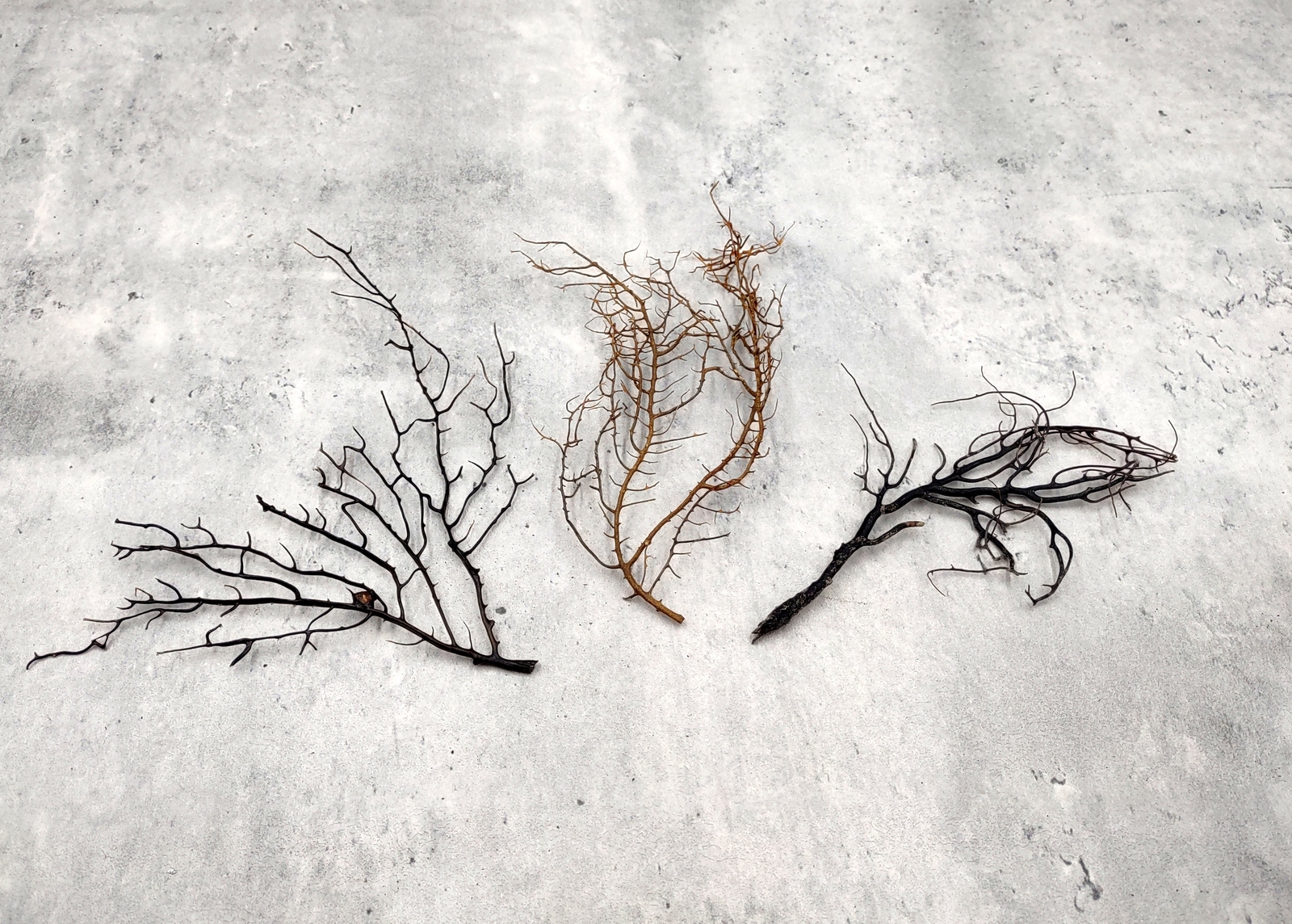 Black Sea Fan Corals Dried Gorgonia Ventalina (3 fans approx. 4-5+ inches)