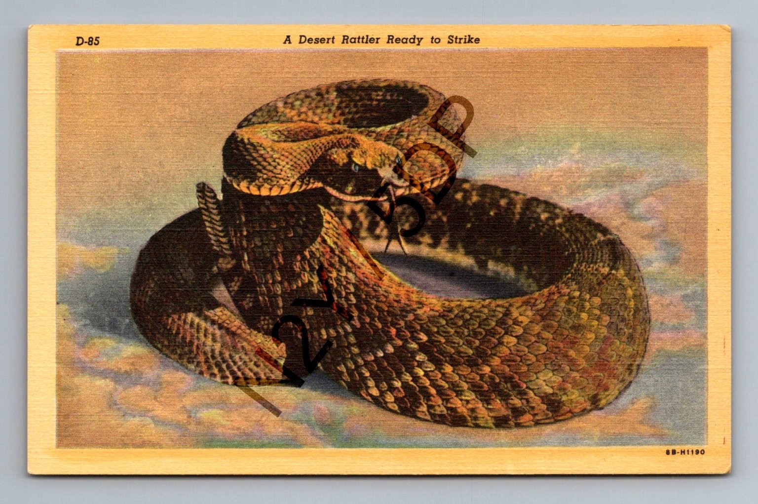 Vintage Curteich Linen Postcard Desert Rattlesnake Ready to Strike Arizona