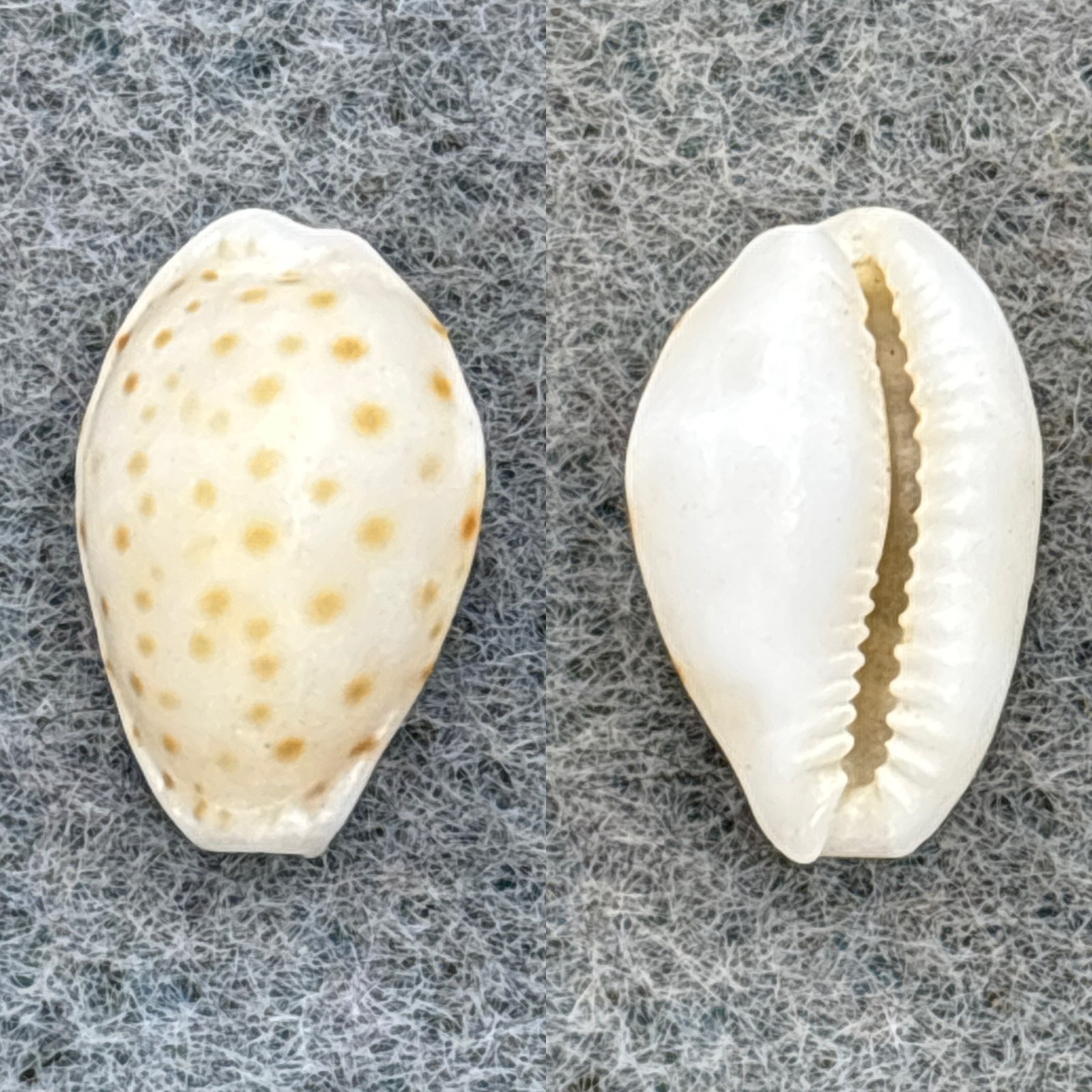Cypraea ostergaardi RARE 13.3mm F Paumalu, Hawaii 1961 Coll. By Ray Summers