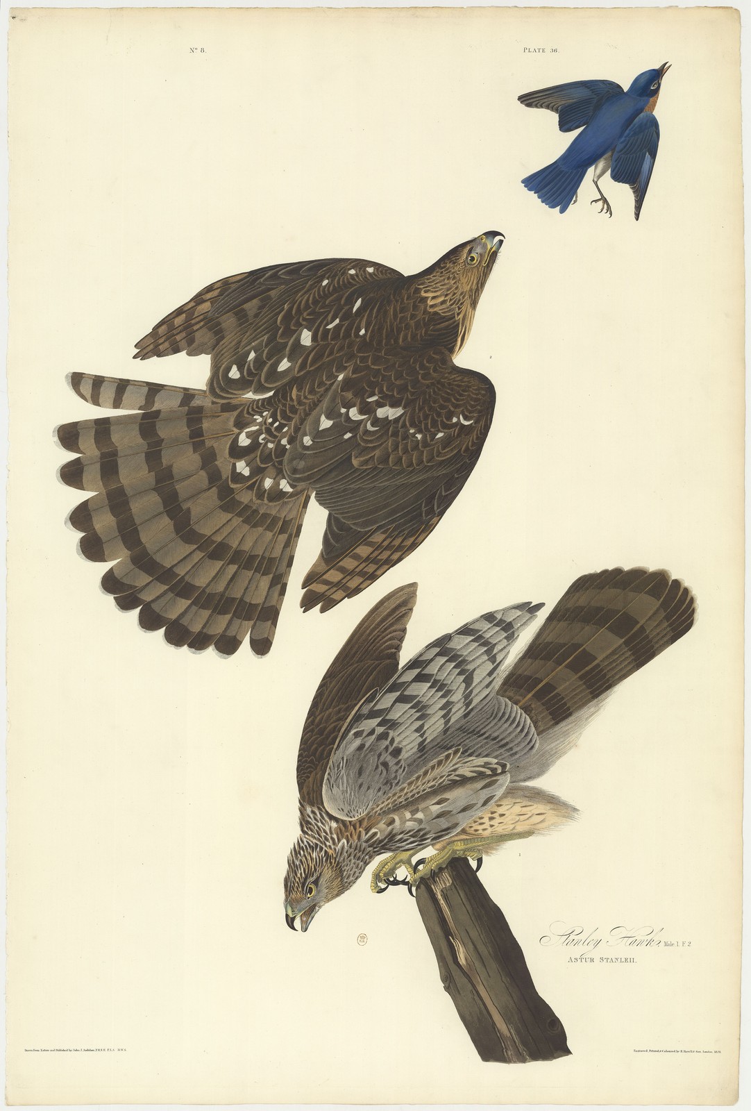 Cooper\'s Hawk Vintage Audubon Birds of America Plate 36 Wall Art Reprint Cooper\'s Hawk Vintage Audubon Birds of America Plate 36 Wall Art Reprint