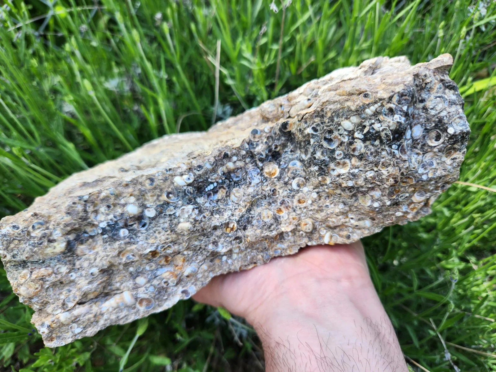 Large 13 lb 13 oz Turritella Agate, Wyoming Fossil Beds, Ideal for Lapidary