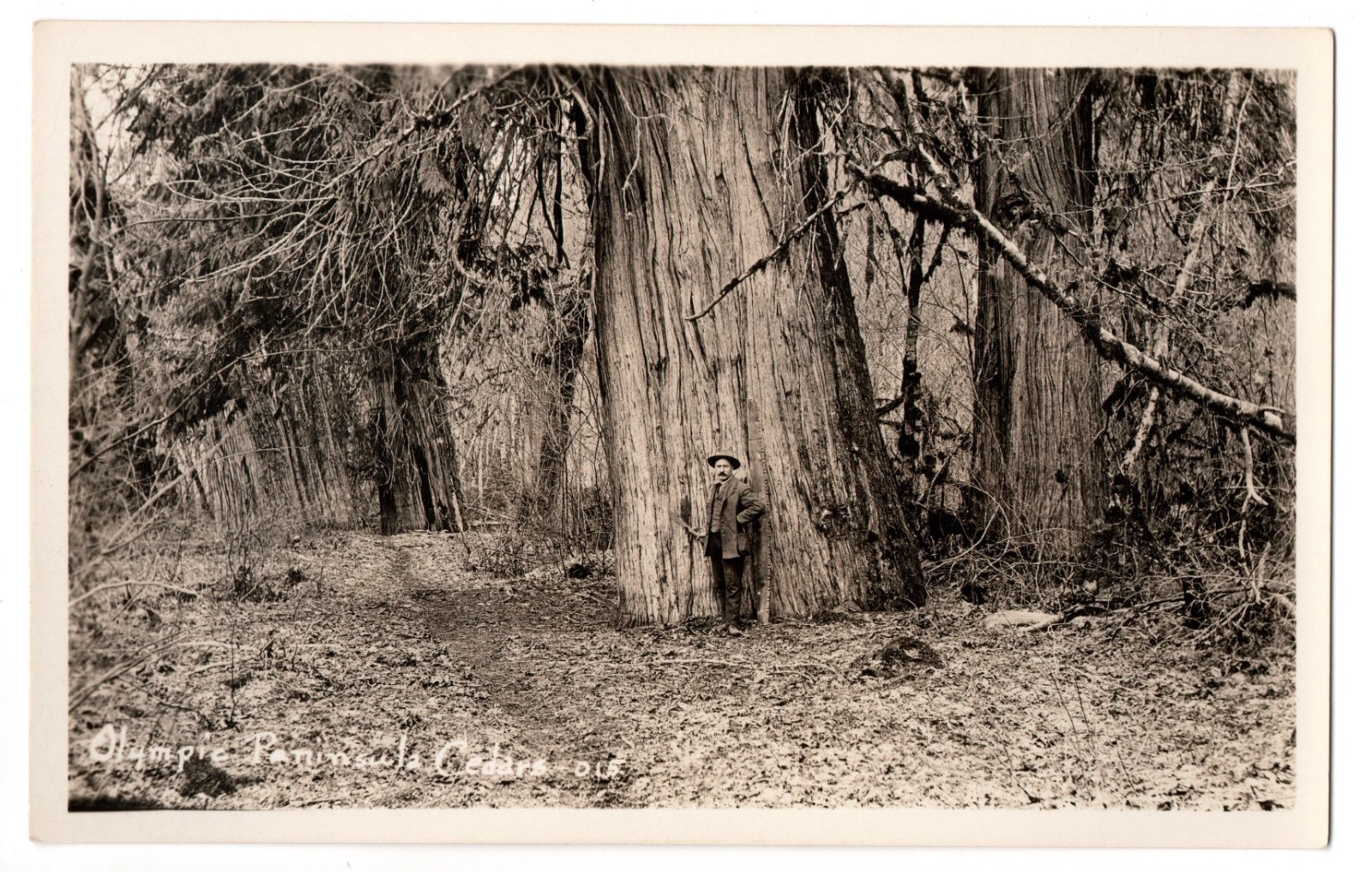RPPC Olympic Peninsula WA Giant Western Red Cedar Big Tree Vintage Postcard