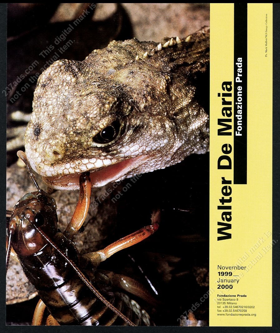 1999 Walter De Maria lizard bug photo Milan gallery show vintage print ad