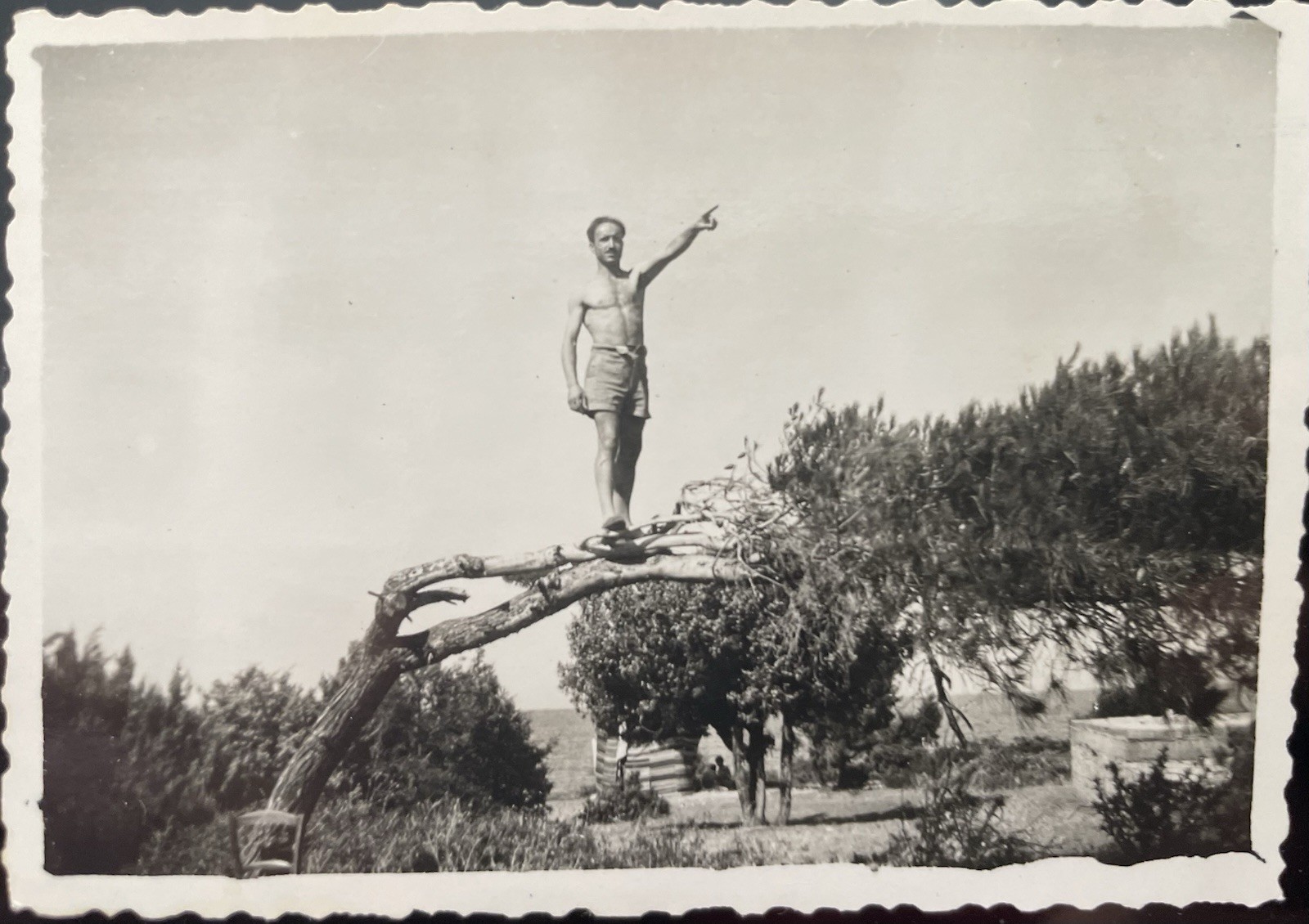 Vintage Photo Sexy Shirtless Man on Tree Branch Gay Interest 1950s