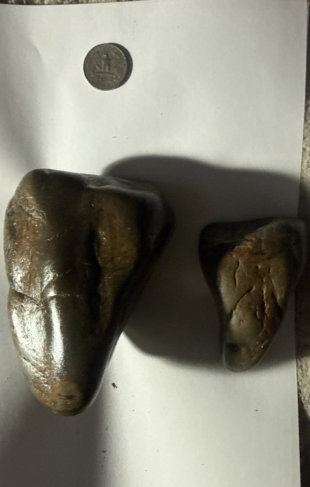 2 HUGE Fossil Tooth Triassic Dinosaur Era Reptile 2 HUGE Fossil Tooth Triassic Dinosaur Era Reptile