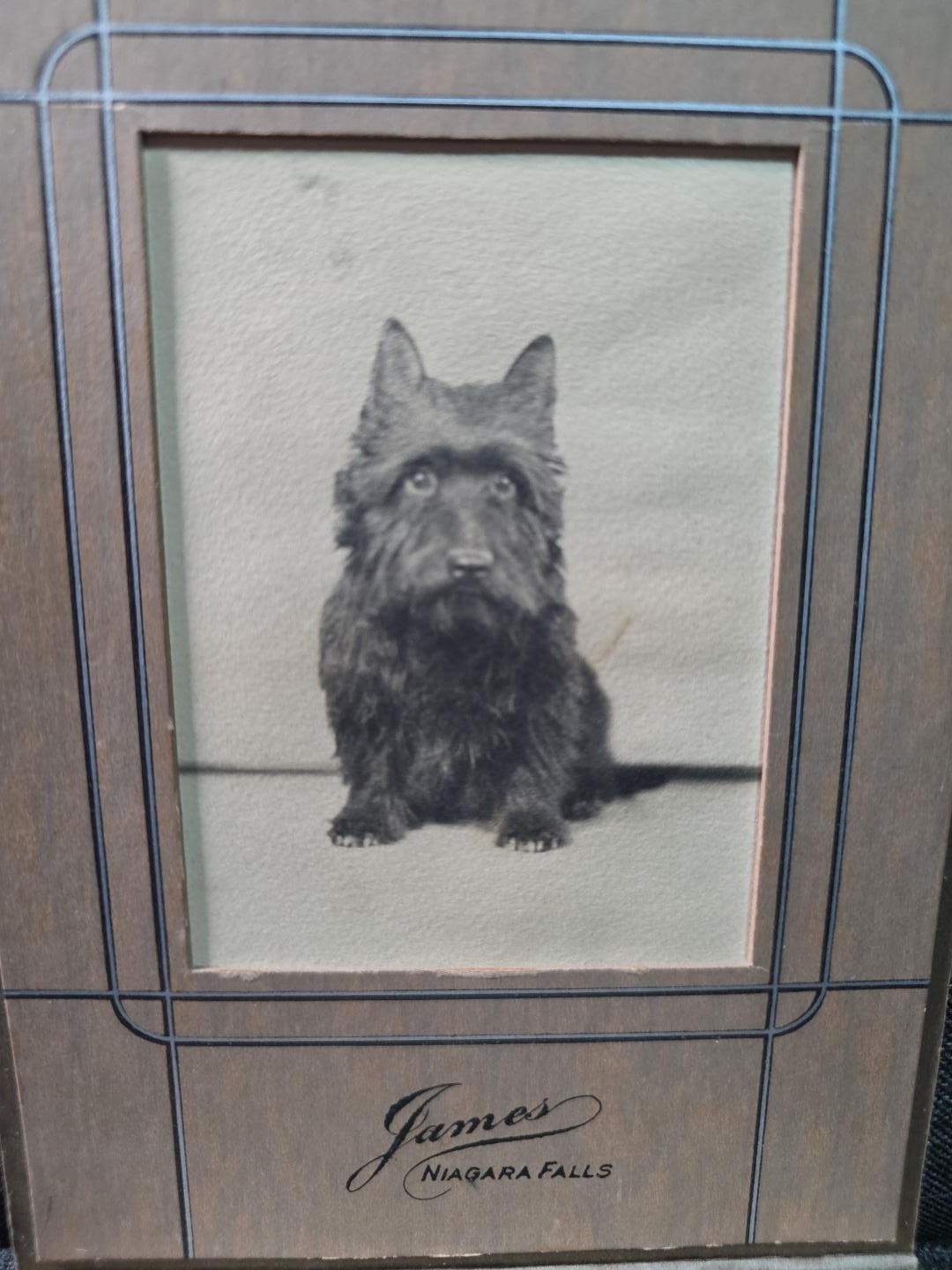 Antique Scottish Terrier Dog Portrait Photo James Niagara Falls Art Deco Frame