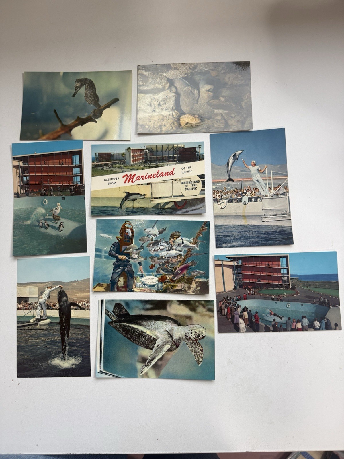 Vintage Marineland of the Pacific Postcards Lot 9 Palos Verdes CA 1950s 60s