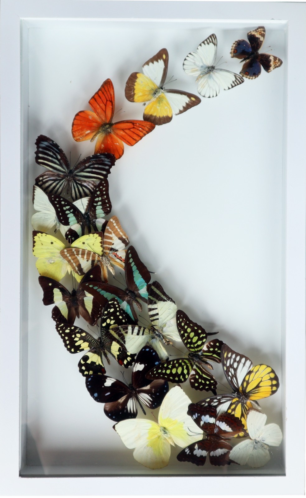 Real Mix Butterfly Shadow Box 3D Floating White Frame Glass Display 10x16 Inch