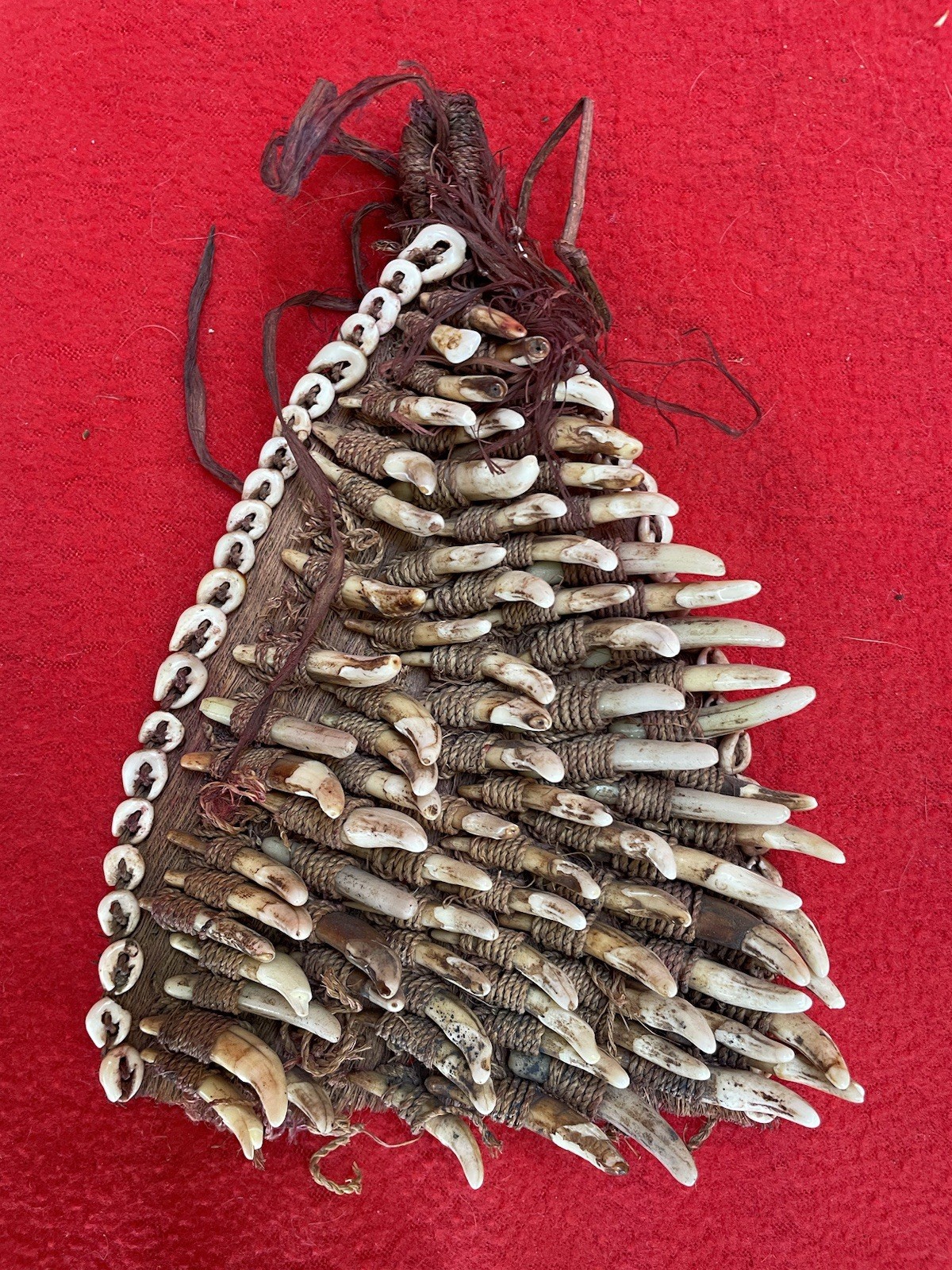 PNG Headhunter Vintage Dog Teeth On Tree Bark Hunter Medicine Amulet PNG Headhunter Vintage Dog Teeth On Tree Bark Hunter Medicine Amulet