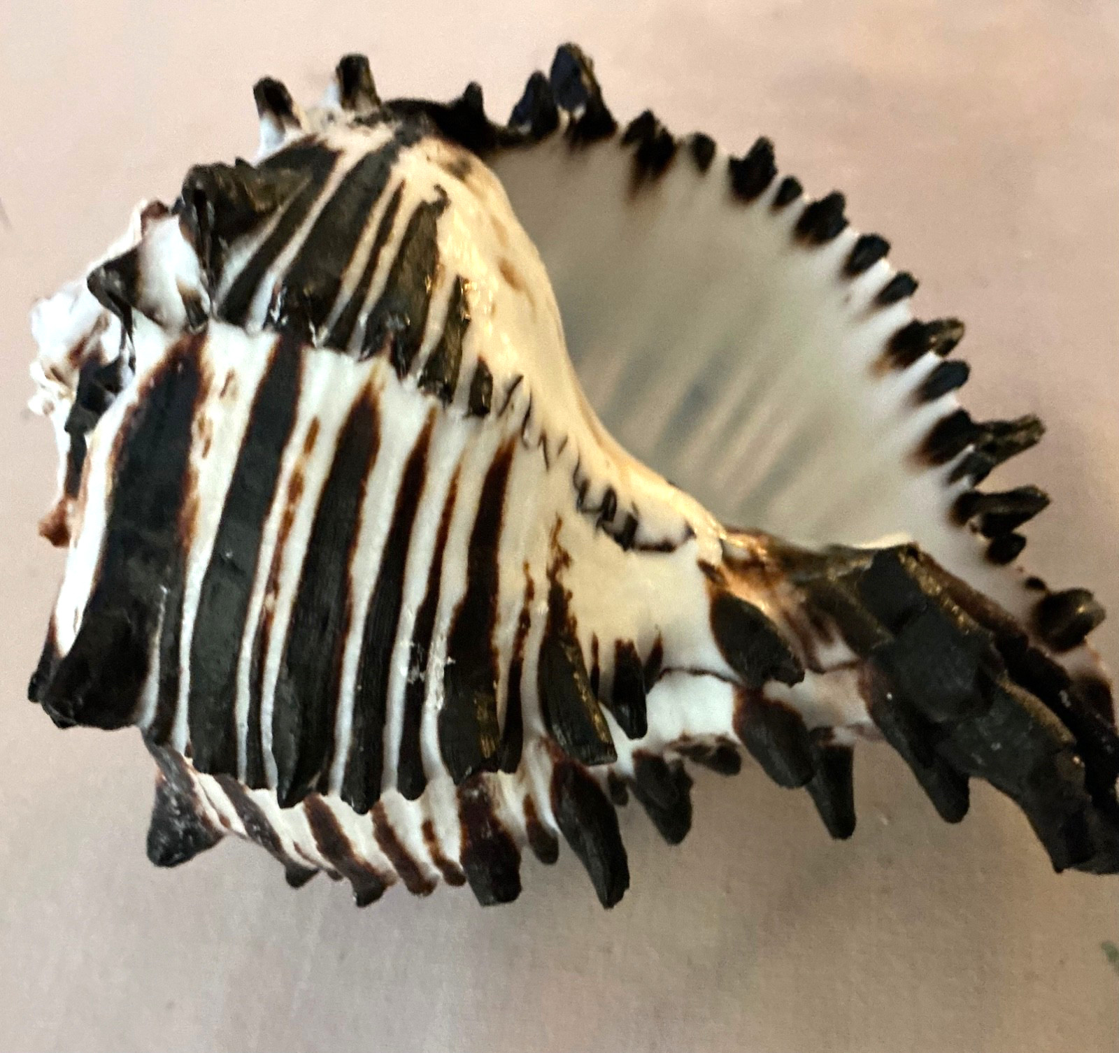 large black striped murex seashell from the phillipines 5 large black striped murex seashell from the phillipines 5